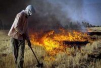 کشاورزان از آتش زدن کاه و کلش خودداری کنند