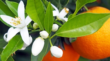 جشنواره بهار نارنج کومله در فهرست رویداد‌های گردشگری ثبت شد
