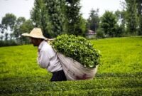 حمایت ویژه وزارت جهاد کشاورزی از فعالان صنعت چای