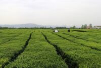 ۲۰ درصد چای کشور در رودسر تولید می‌شود