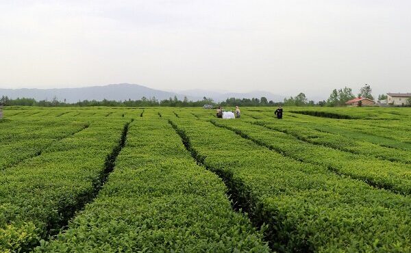 ۲۰ درصد چای کشور در رودسر تولید می‌شود